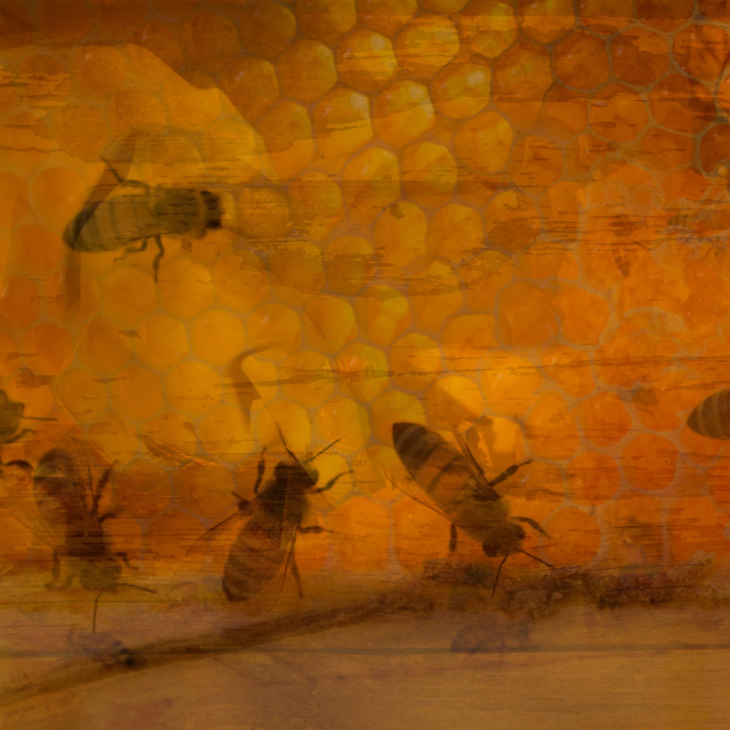 Beekeeping