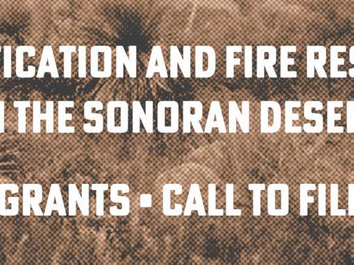 Call to Filmmakers – Grant Opportunity for Film Projects about Invasive Plants in the Sonoran Desert