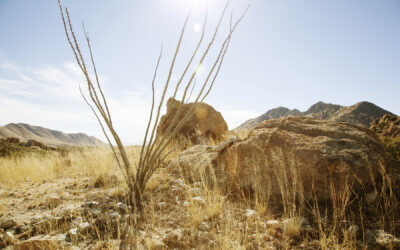 Call for Entries | SONORAN HOURGLASS: Ablaze the Brilliant Sun